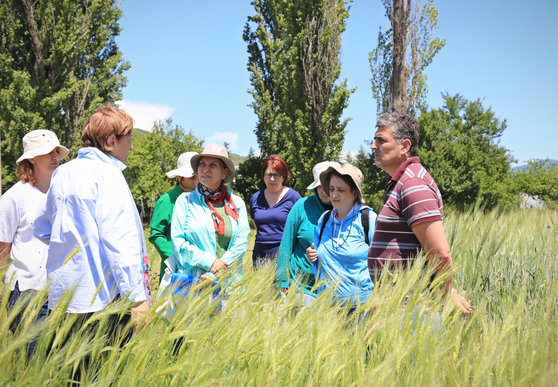 An expert of Agricultural from the Global Research Partnership visited Tsilkani