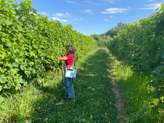Tekle Zakalashvili, Head of the Plant Microclonal (In Vitro) Propagation and Virus-Free Planting Material Research Service, participated in an intensive course held in Conegliano, Italy, aimed at enhancing qualifications in modern viticulture technologies.